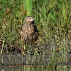 American Bittern