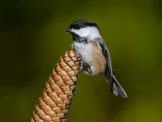 Fototapeta premium Black-Capped Chickadee Perched on a Pine Cone on Green Background