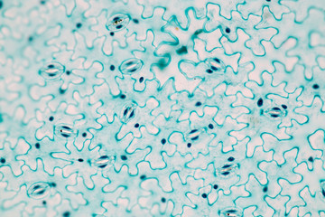 Leaf Epidermis (Stomata)  under microscope view.