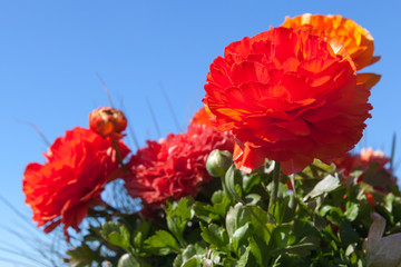 Bright red peony flowers over blue sky