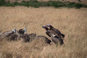 Life in Savana