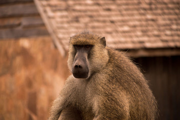 Baboon