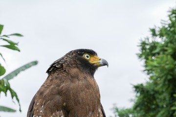 .Falcon Peregrine or golden eagle, Closeup