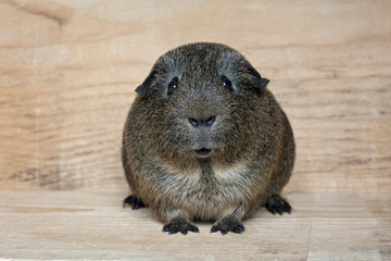 Agouti Meerschweinchen