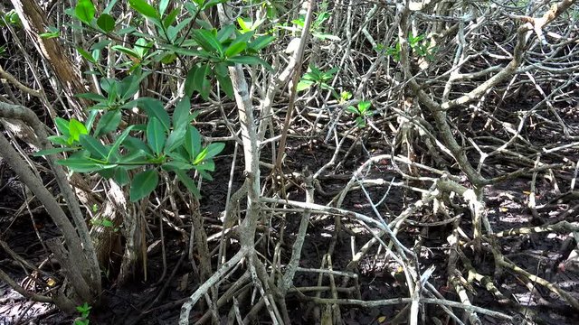 Red Mangroves thickets (Rhizophora mangle) in Caribbean islands, Cuba.