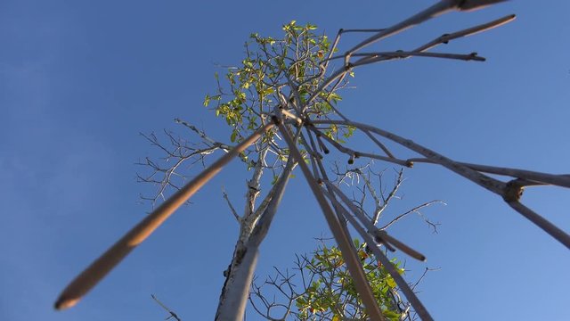 Red mangrove seeds (Rhizophora mangle) germinate while still on the parent tree. Caribbean