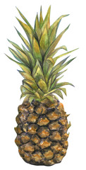 Fototapeta premium Pineapple on a white background. Watercolor painting