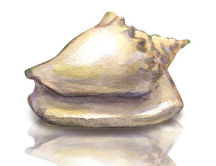 Sea shell on a white background. Watercolor painting