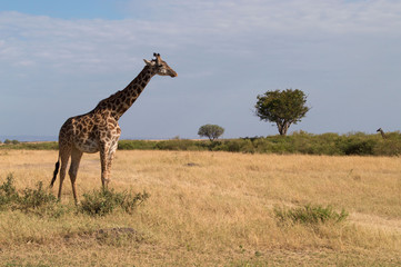 Giraffe