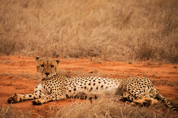 Cheetah