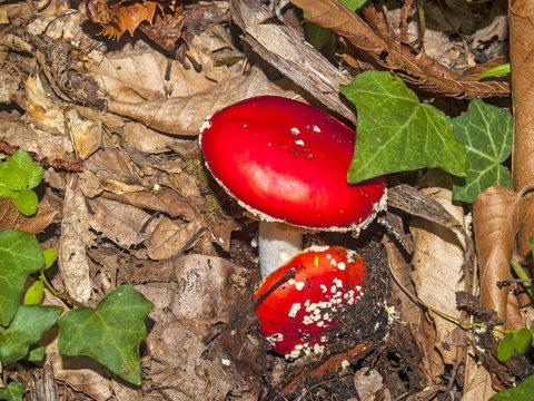 Amanita muscaria - Toxic mushroom in the forest on autumn