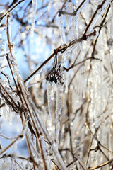 Icicles in the winter garden.
