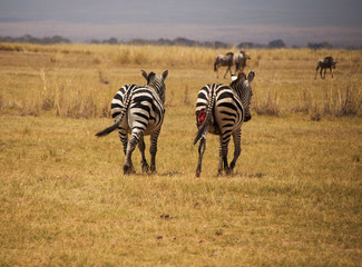 Naklejka premium Zebras