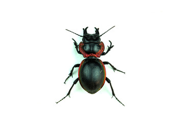 bug