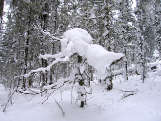 Landscape snowfall in wild dense coniferous forest. Small fir tree covered with snow. High snow drifts.
