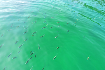  Fish in transparent blue sea water