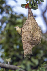 Baya Weaver in Minneriya national park, Sri Lanka