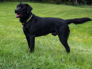 Labrador Retriever