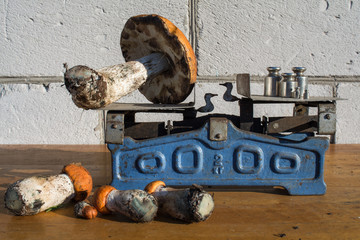 Wild mushrooms to weigh on the old scale, orange fungus, food for sale, small business, agriculture,