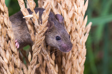 Brattleboro rat, mouse in the rice plant