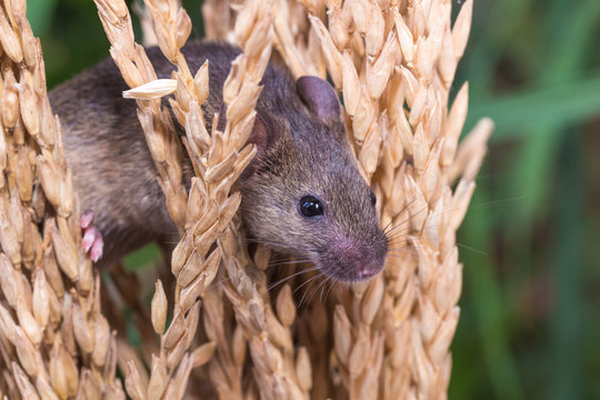 Brattleboro rat, mouse in the rice plant