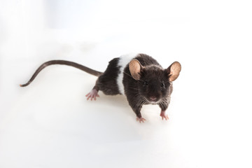 Fototapeta na wymiar Brattleboro rat , Lab Rat