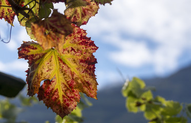 Südtirol 2016  0136