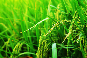 green rice ear of paddy in field background. major economic agriculture product of Thailand