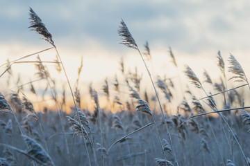 Hoar-frosted dry reed grass against sunset