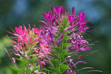 Beautiful Fucsia Flower in a Garden, Lienz Austria.