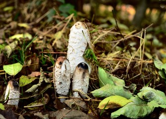 Autumn Fruiting Fungi