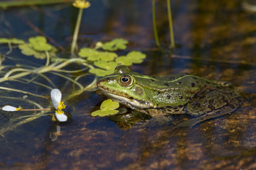 Frog sitting in a shallow pond with flowers and leafs