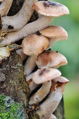 Autumn Fruiting Fungi