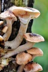 Autumn Fruiting Fungi