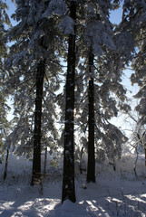 eingeschneite B&auml;ume