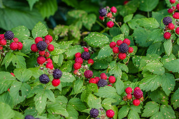 Black Rasberries bush