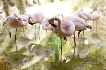 These flamingos stopping in alone in the park fuerteventura