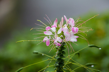 Real flowers and leaf for background