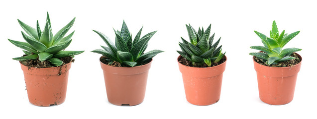 Aloe vera in a pot isolated on white