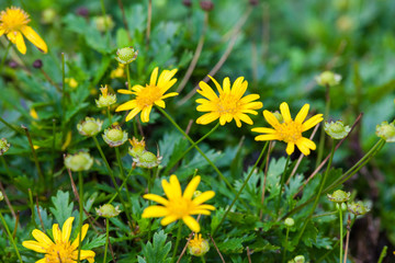 Fototapeta premium Real flowers and leaf for background