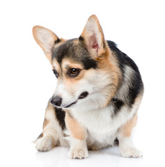 Pembroke Welsh Corgi looking down. isolated on white background