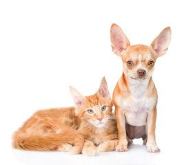 Small chihuahua puppy and maine coon cat together. isolated on white