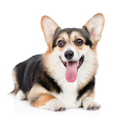 Pembroke Welsh Corgi lying with open mouth. isolated on white 