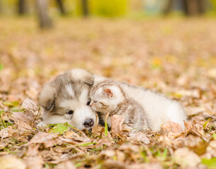 Alaskan malamute puppy playing with tabby kitten in autumn park