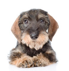 Standard wirehaired dachshund puppy lying in front view. isolated on white