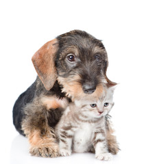 wirehaired dachshund puppy hugging tiny kitten. isolated on white