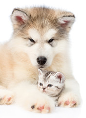 Alaskan malamute puppy embracing tiny kitten. isolated on white