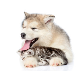 Puppy put  tongue on a sleeping kitten. isolated on white 