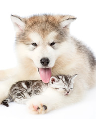 Puppy guarding a sleeping kitten. isolated on white background