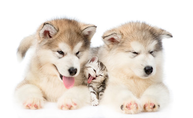 Two Alaskan malamute puppies lying with tiny kitten. isolated on white